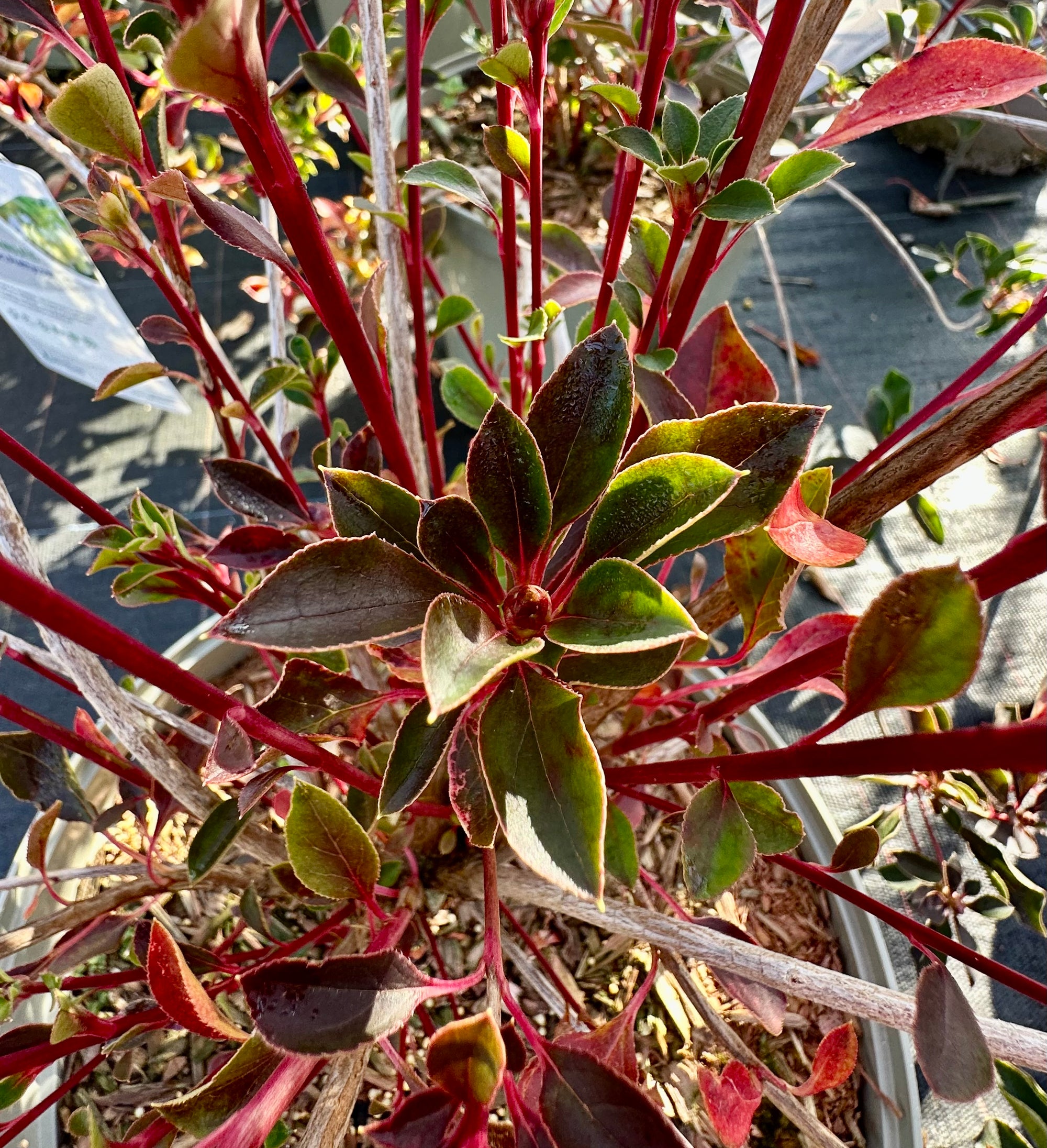 Enkianthus campanulatus ‘Petticoat’ - 7.5Litre