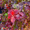 Berberis thunbergii ‘Florence' - 7.5Litre