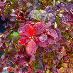 Berberis thunbergii ‘Florence' - 7.5Litre