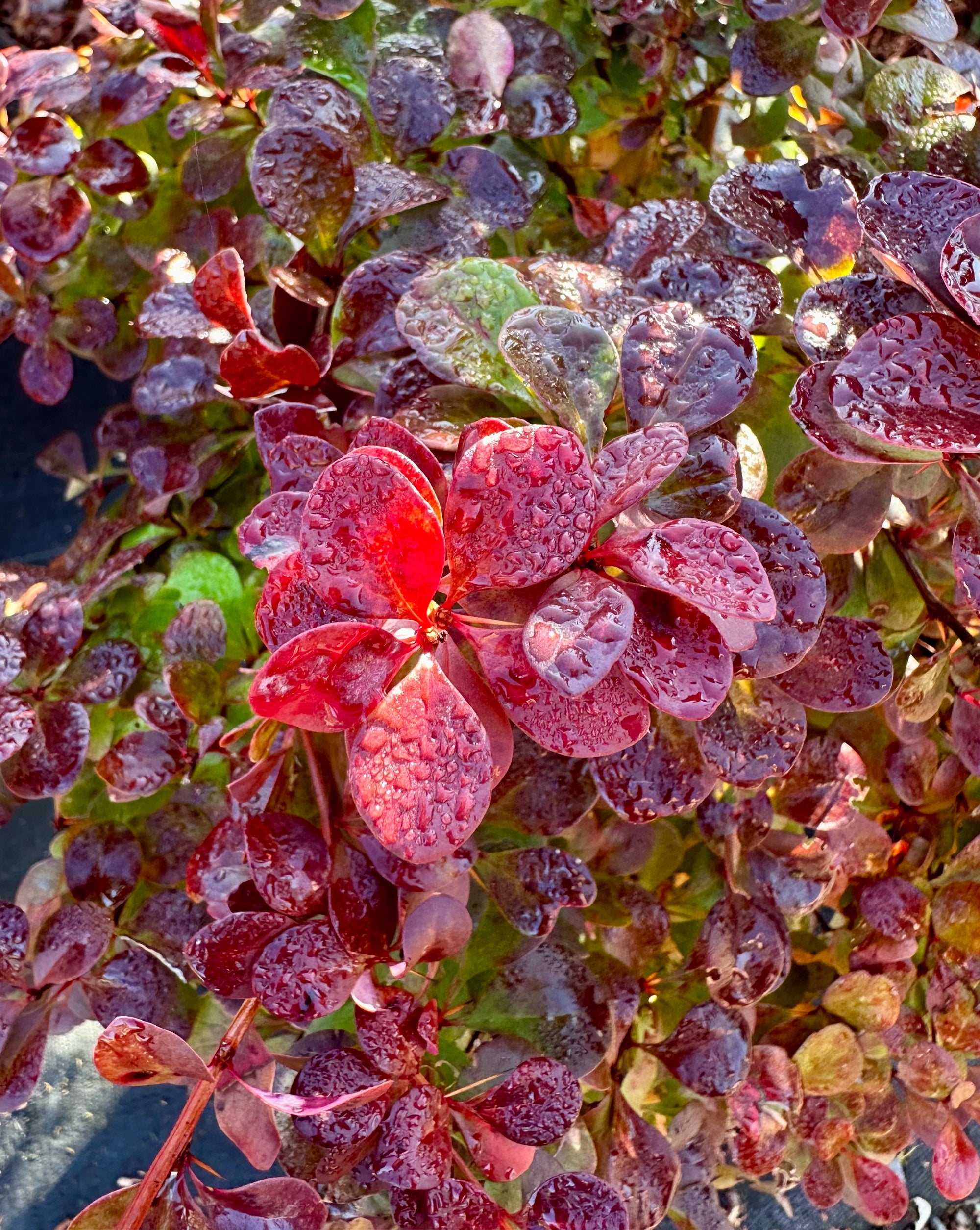 Berberis thunbergii ‘Florence' - 7.5Litre