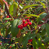 Cotoneaster ‘Cornubia' - 7.5Litre