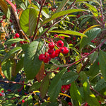 Cotoneaster ‘Cornubia' - 7.5Litre