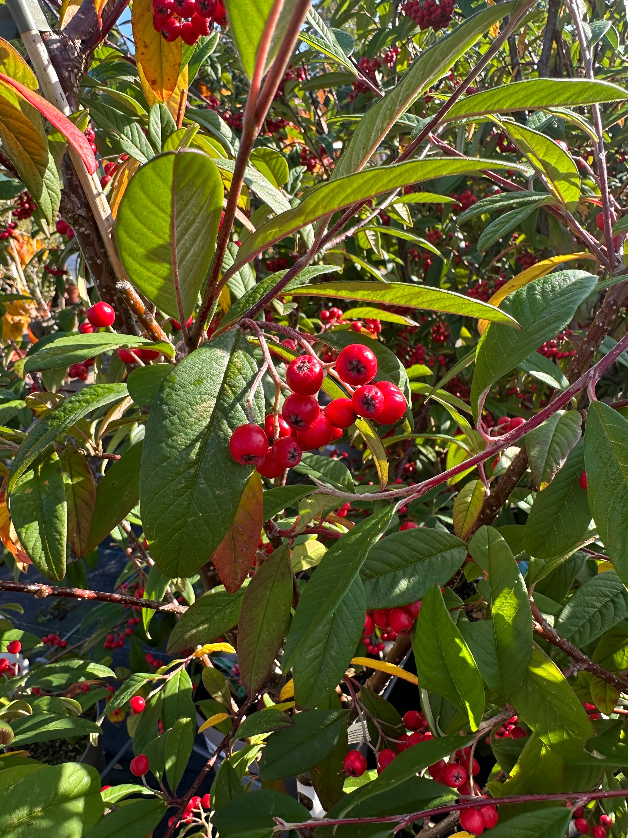 Cotoneaster ‘Cornubia' - 7.5Litre