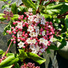 Viburnum tinus ‘Gwenllian’ - 7.5 Litre