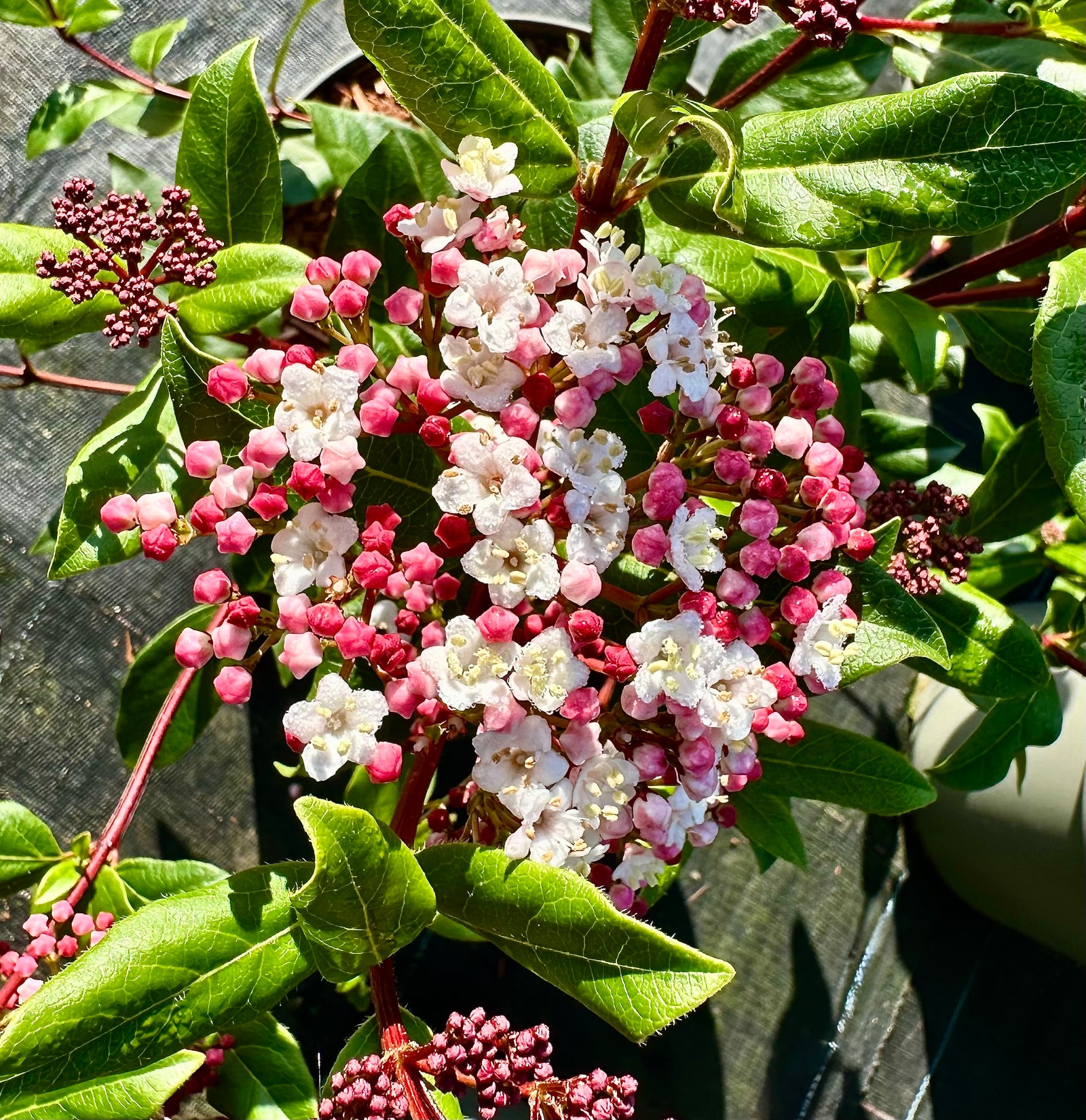 Viburnum tinus ‘Gwenllian’ - 7.5 Litre