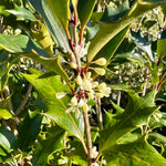 Osmanthus heterophyllus ‘Purpureus’ - 5Litre
