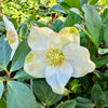 Helleborus niger ‘HGC Diva’ - 2litre