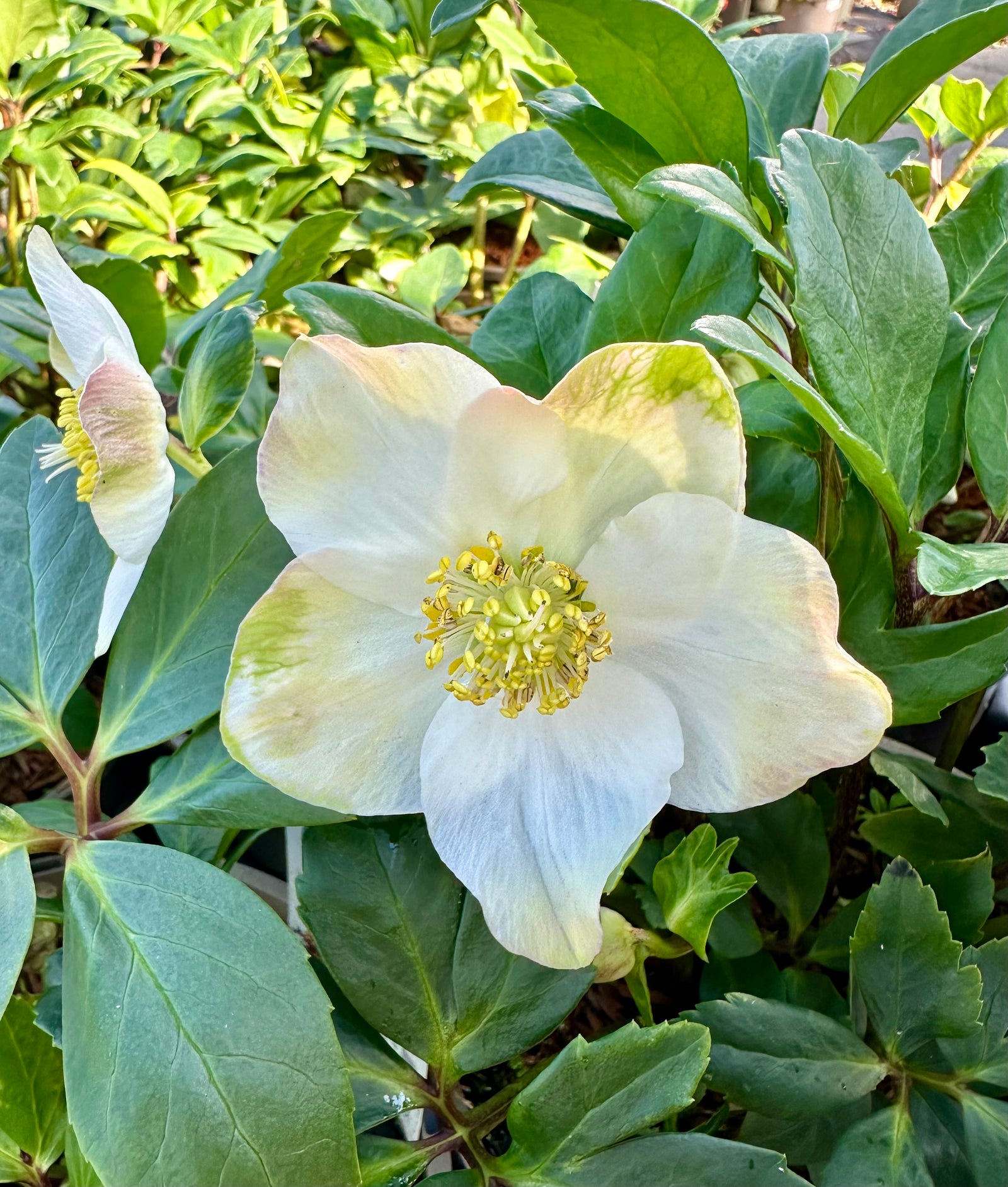 Helleborus niger ‘HGC Diva’ - 2litre