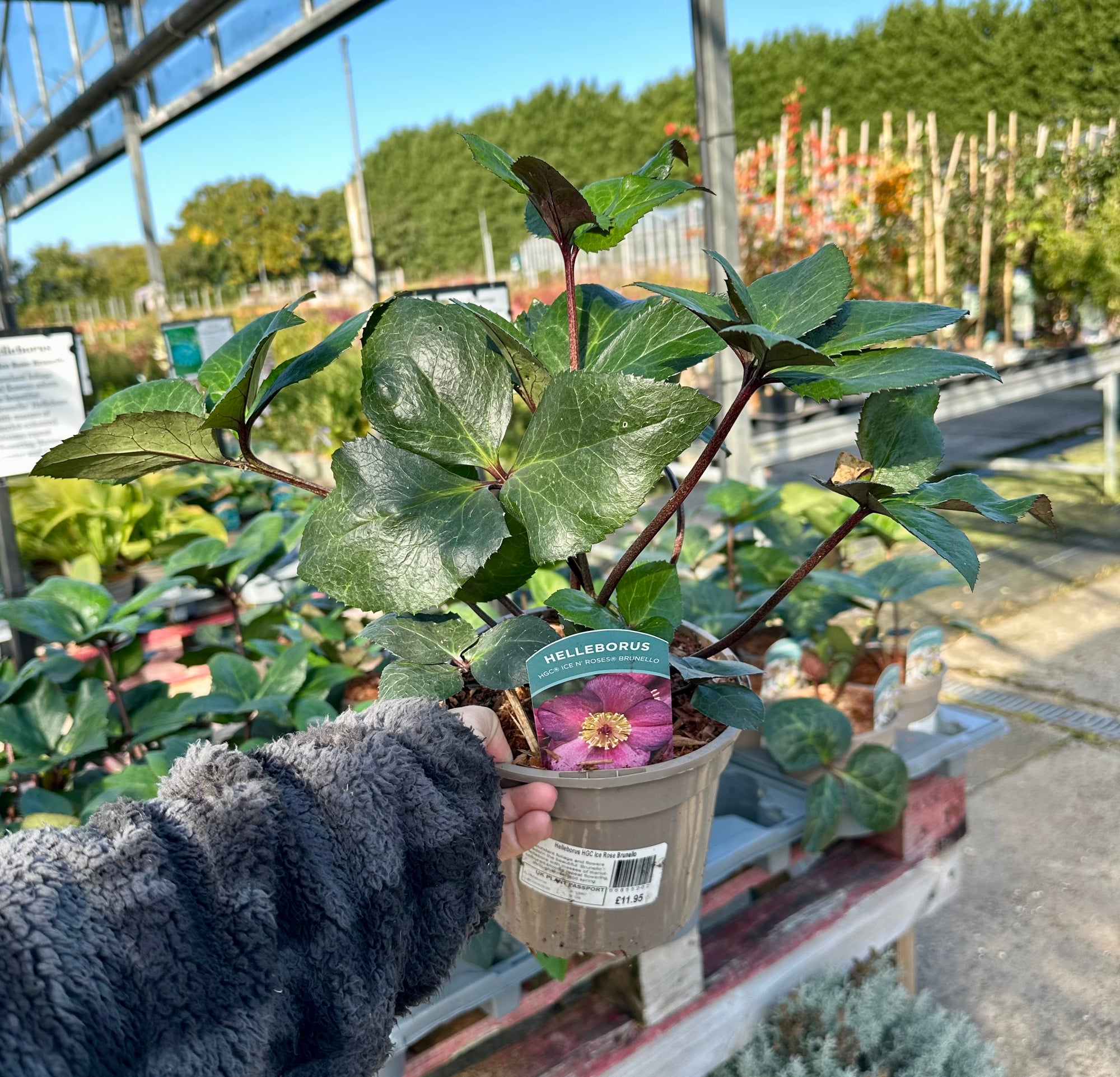 Hellebore ‘HGC Ice Rose Brunello’ - 2litre