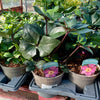 Hellebore ‘HGC Ice Rose Brunello’ - 2litre