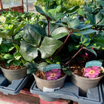 Hellebore ‘HGC Ice Rose Brunello’ - 2litre