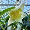 Hellebore ‘HGC Jesko’ - 2litre