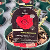 Rose 'Ruby Romance' - (Patio)