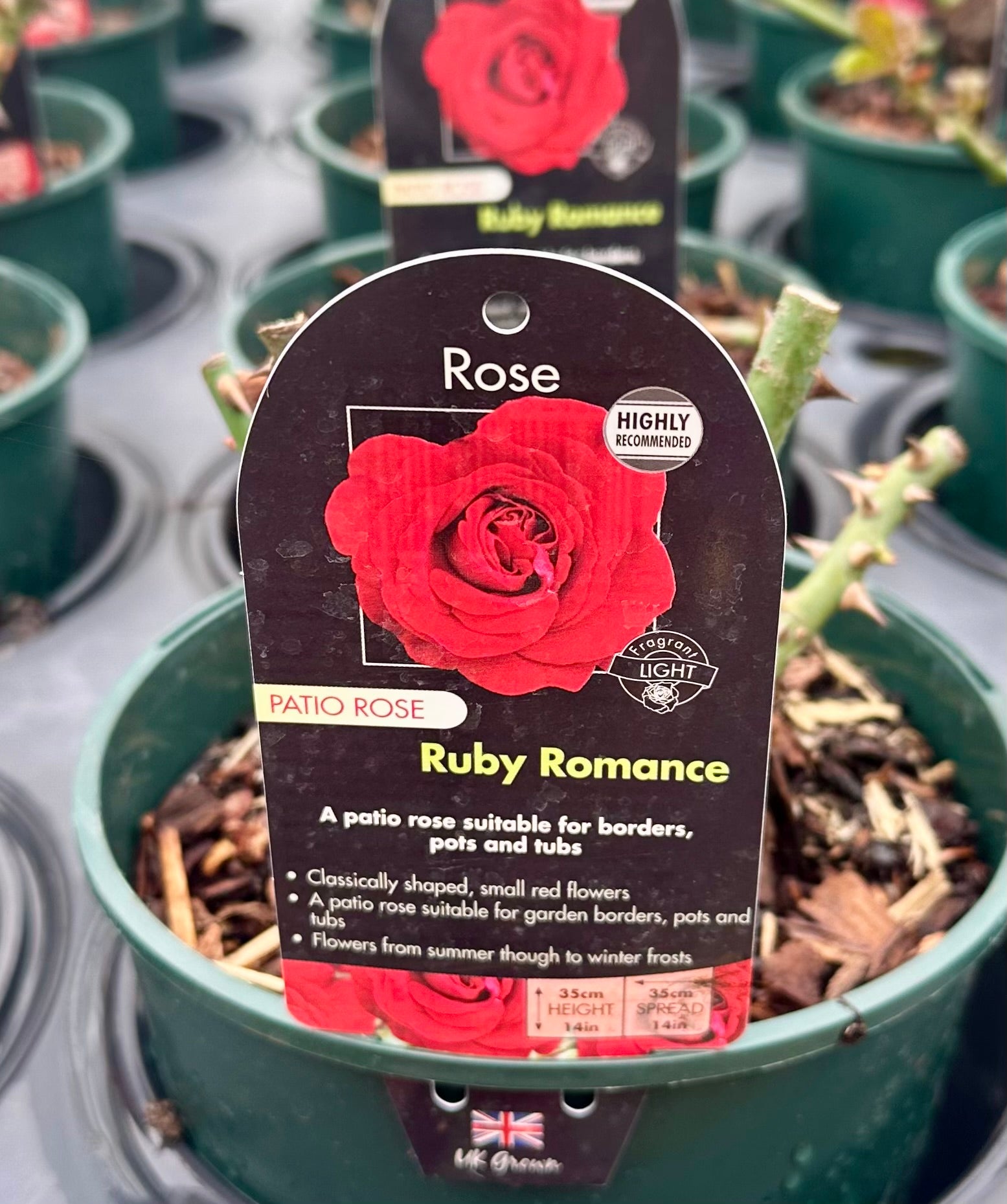 Rose 'Ruby Romance' - (Patio)