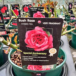 Rose 'Special Anniversary' - (Bush)