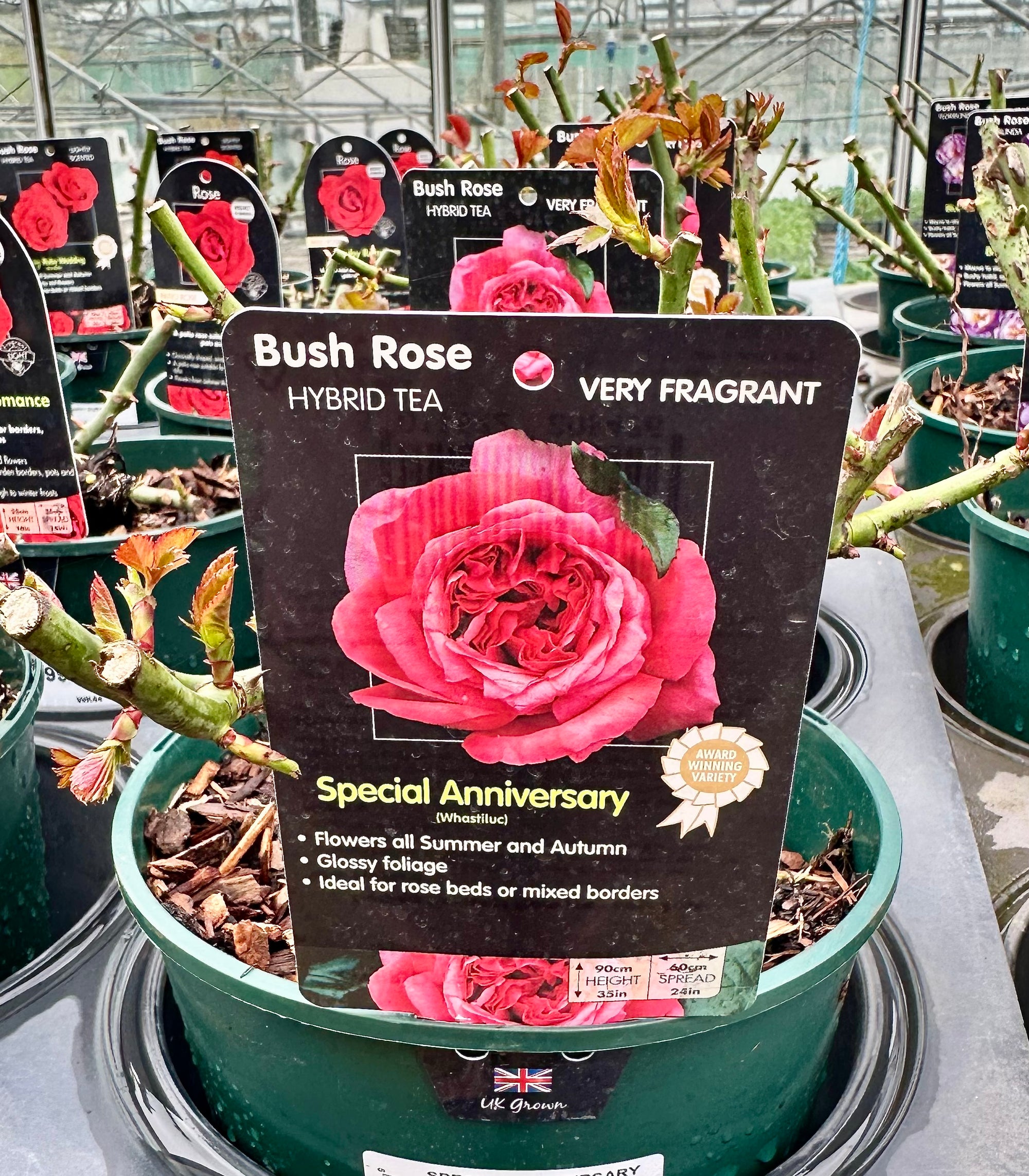 Rose 'Special Anniversary' - (Bush)