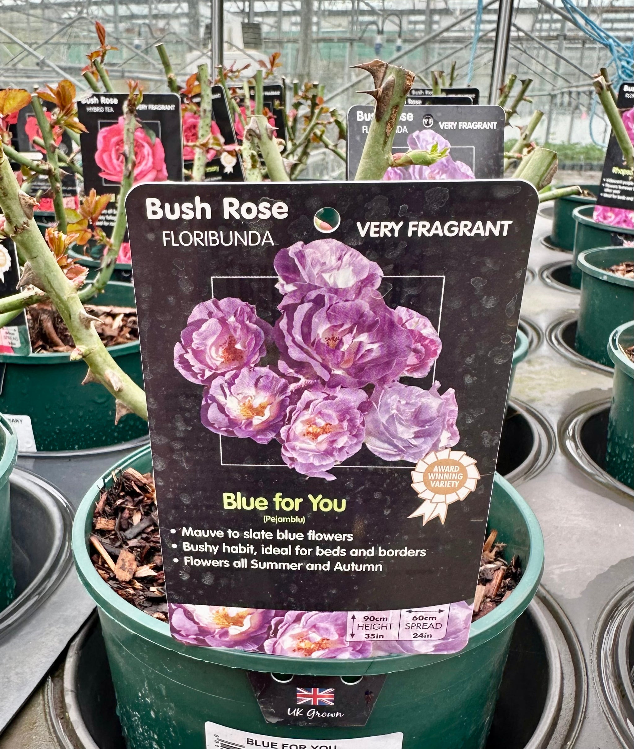 Rose 'Blue for You' - (Bush)