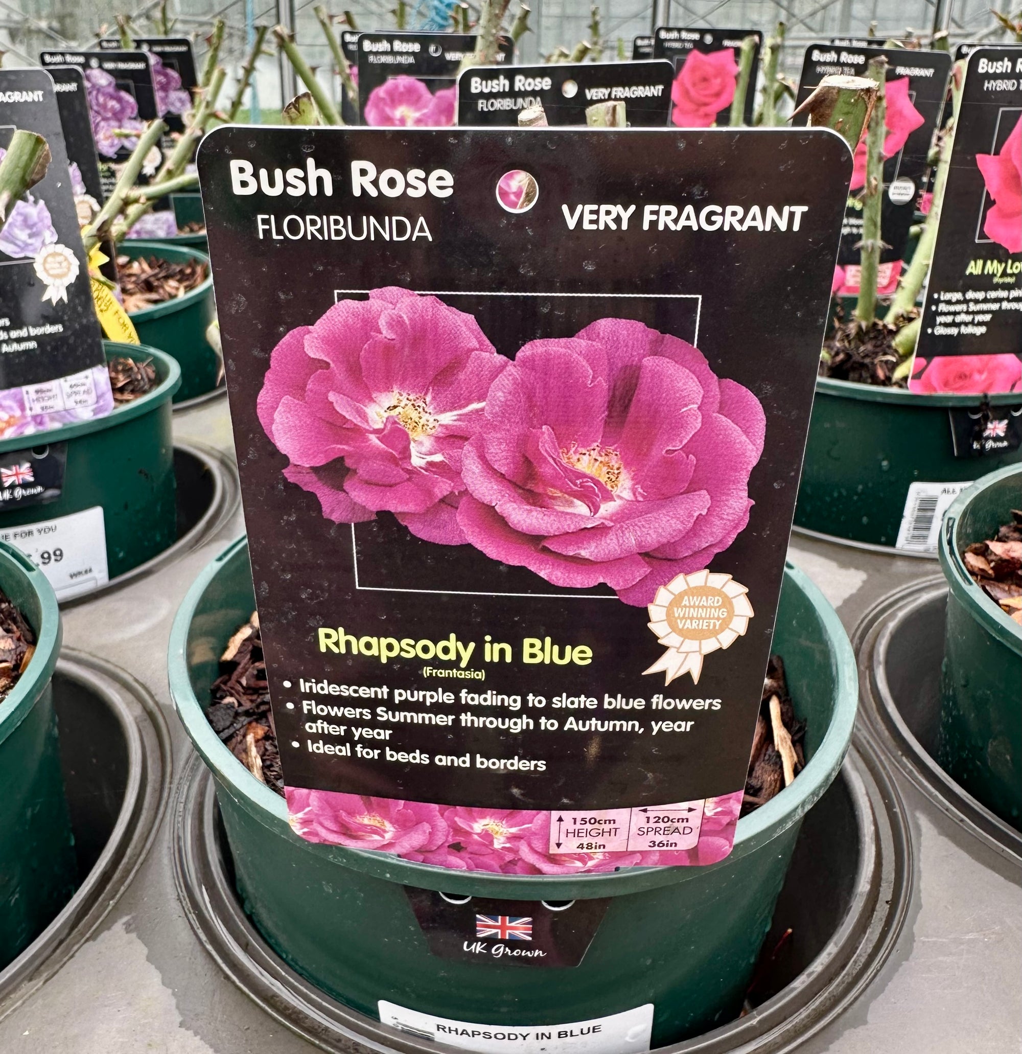 Rose 'Rhapsody in Blue' - (Bush)