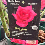 Rose ‘All My Loving’ - (Bush)