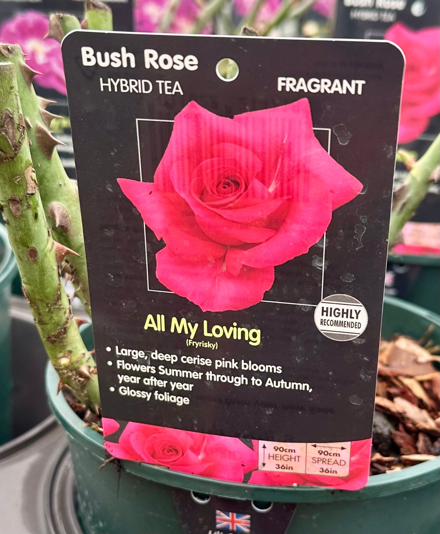 Rose ‘All My Loving’ - (Bush)