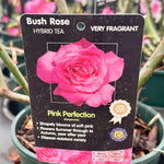 Rose 'Pink Perfection' - (Bush)