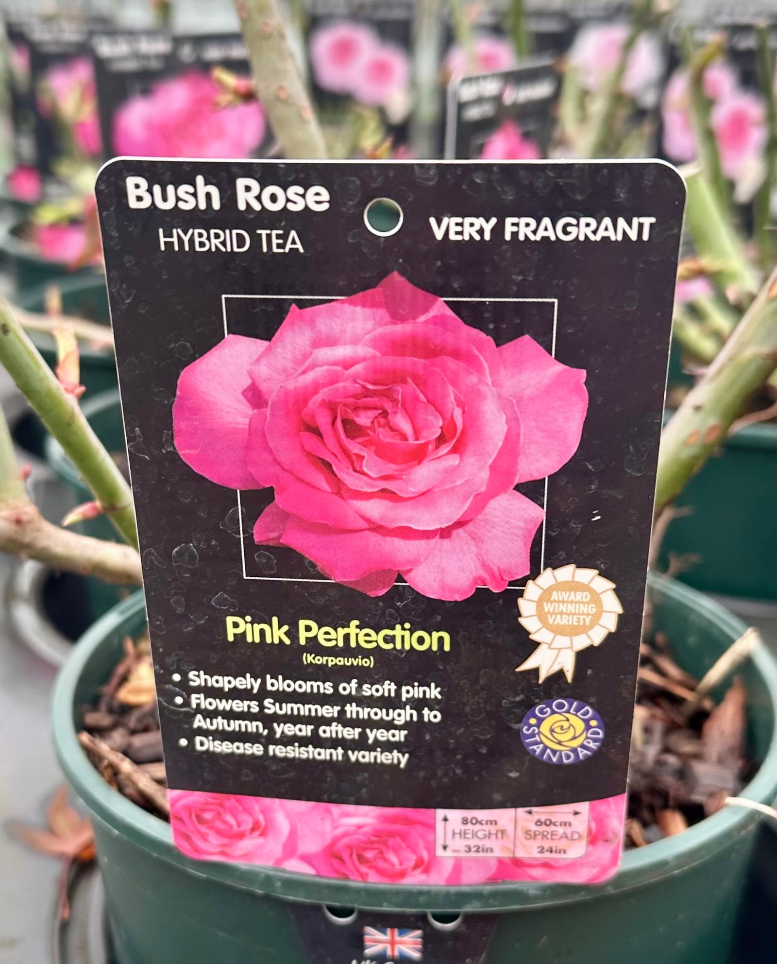 Rose 'Pink Perfection' - (Bush)