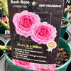 Rose ‘Mum in a Million’ - (Bush)