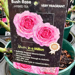 Rose ‘Mum in a Million’ - (Bush)