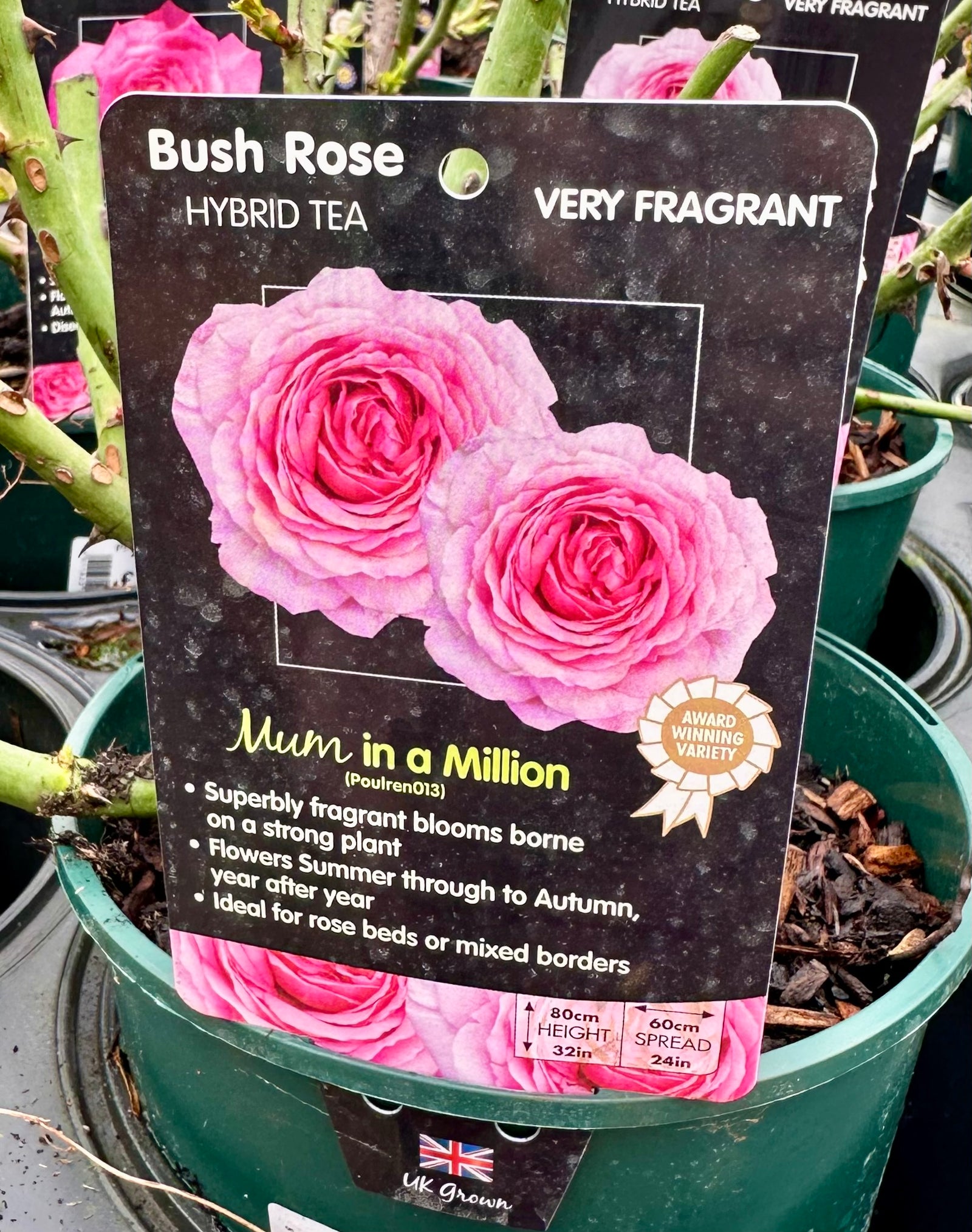 Rose ‘Mum in a Million’ - (Bush)