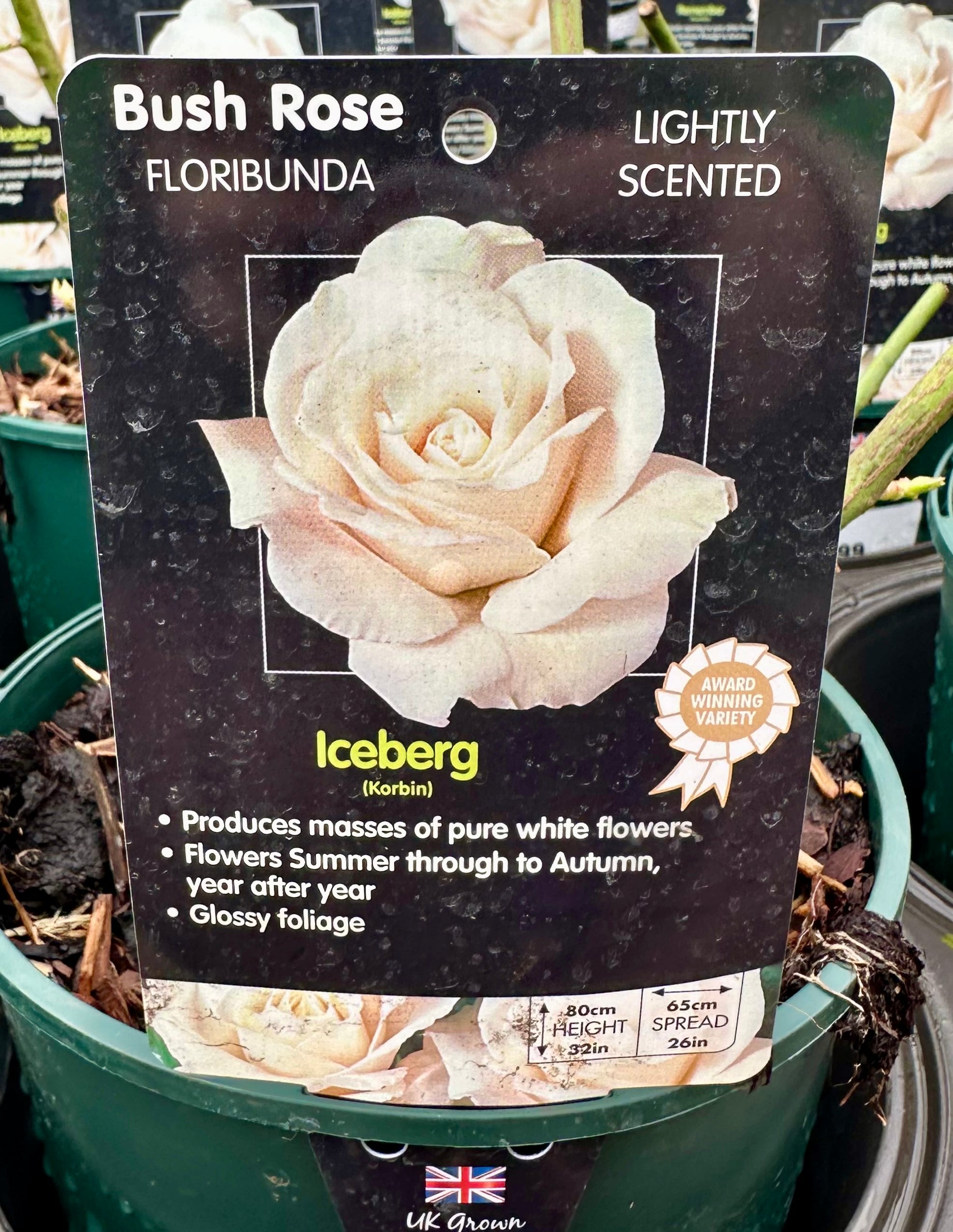 Rose 'Iceberg' - (Bush)