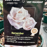 Rose 'Remember' - (Bush)
