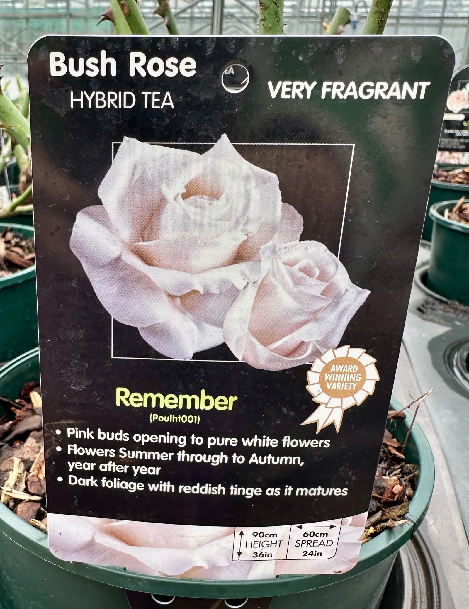 Rose 'Remember' - (Bush)