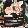 Rose ‘Lovely Bride’ - (Patio)