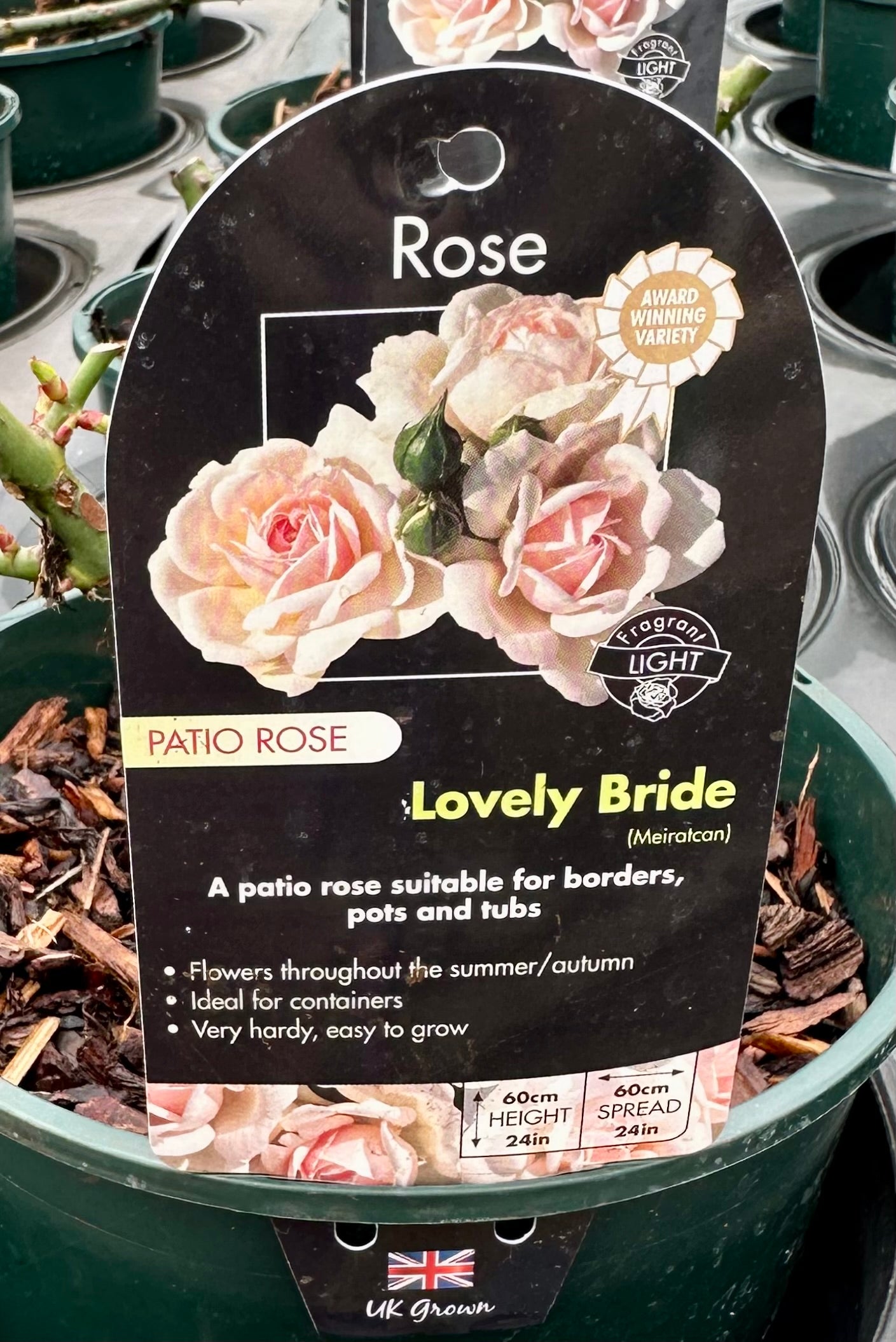 Rose ‘Lovely Bride’ - (Patio)