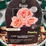 Rose ‘Peachy’ - (Patio)