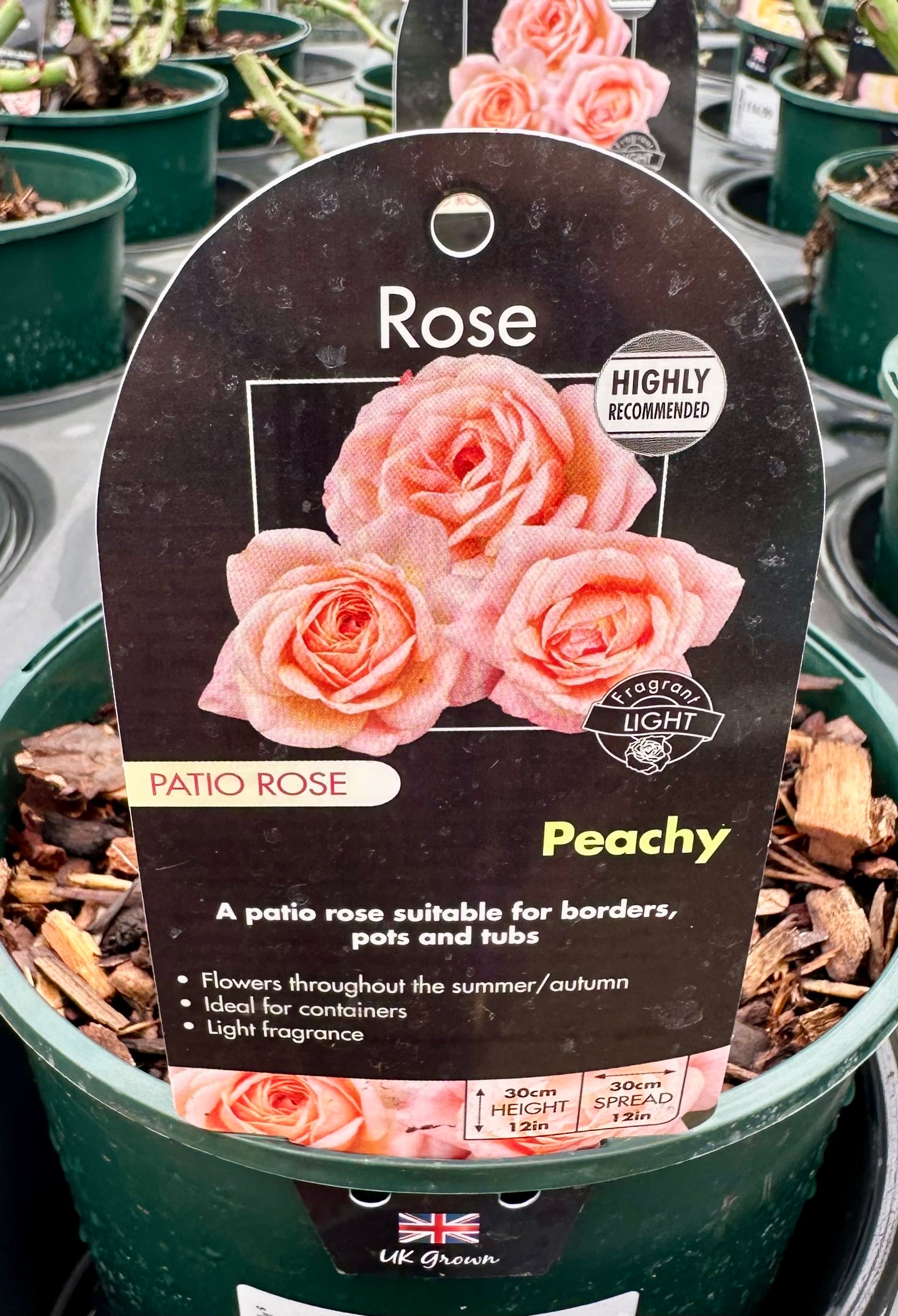 Rose ‘Peachy’ - (Patio)