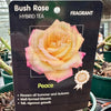 Rose ‘Peace’ - (Bush)