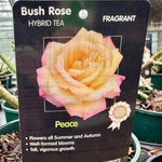 Rose ‘Peace’ - (Bush)