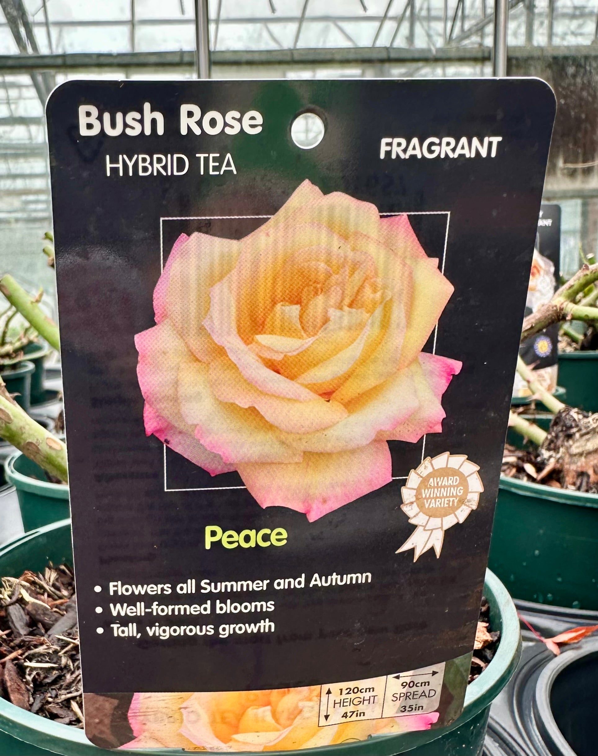 Rose ‘Peace’ - (Bush)