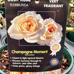 Rose 'Champagne Moment' (Bush)
