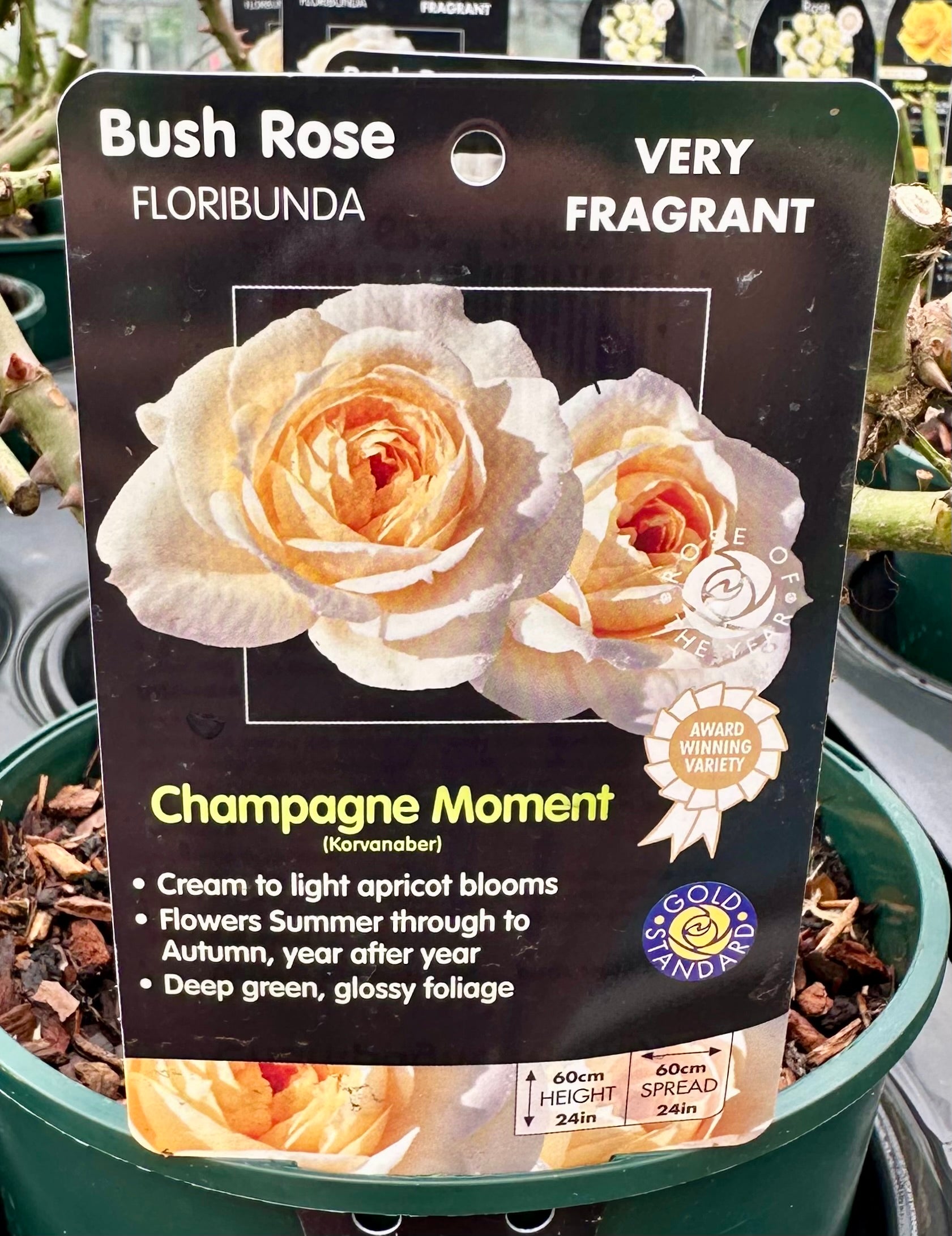 Rose 'Champagne Moment' (Bush)