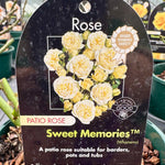 Rose 'Sweet Memories' - (Patio)