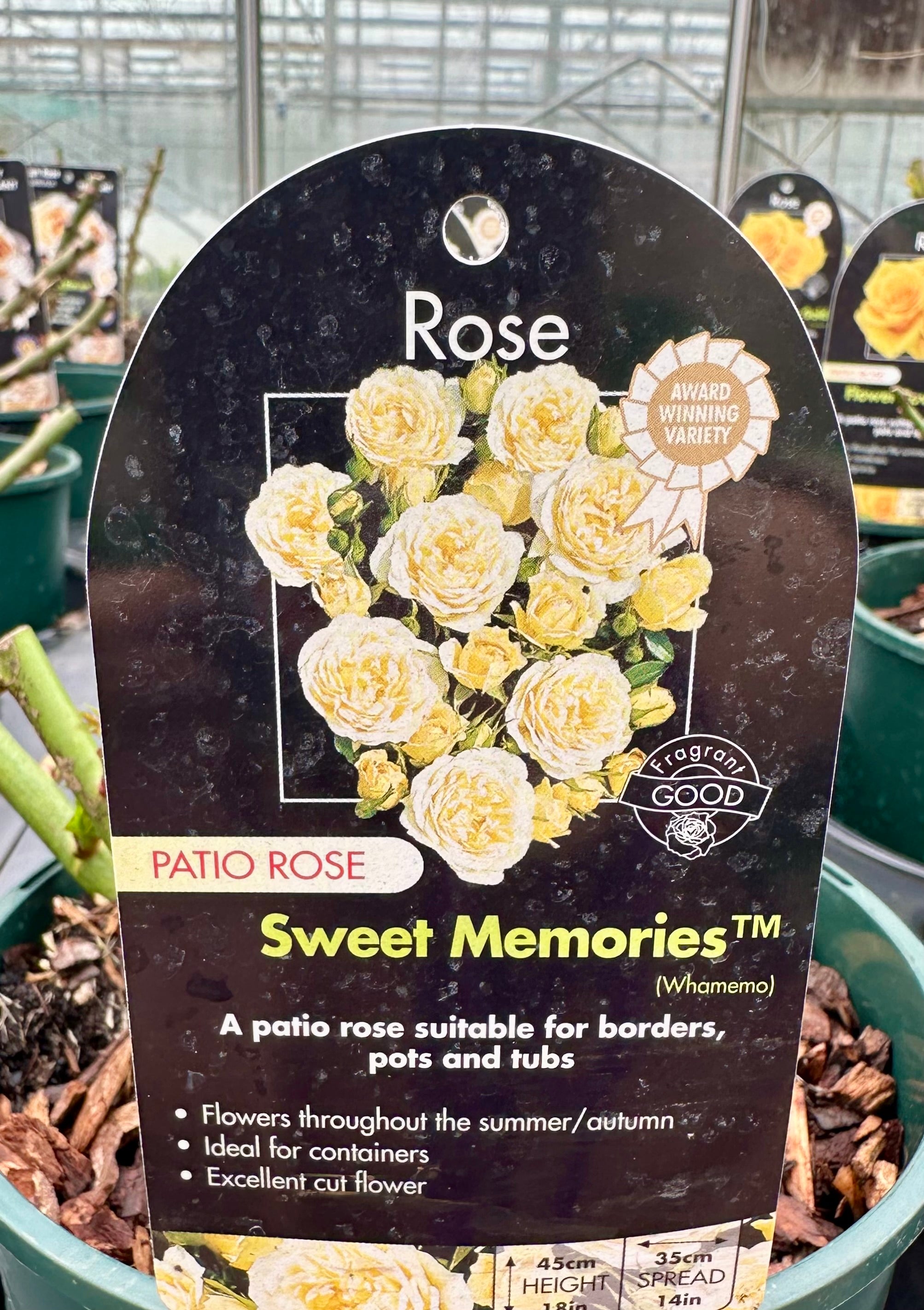 Rose 'Sweet Memories' - (Patio)