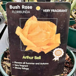 Rose 'Arthur Bell' - (Bush)