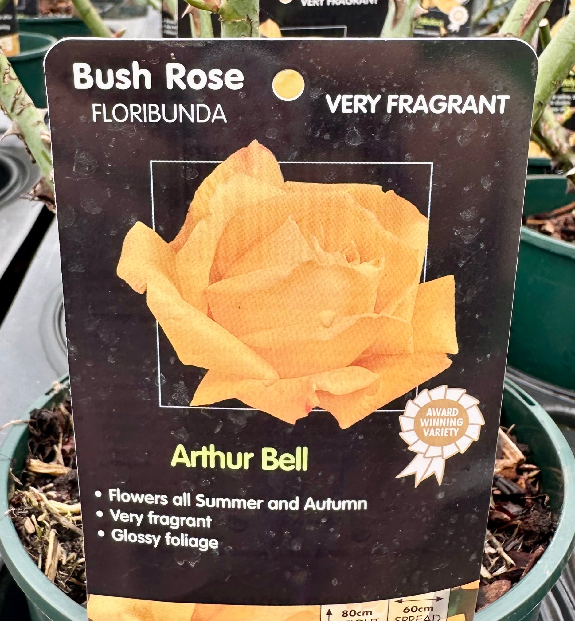 Rose 'Arthur Bell' - (Bush)