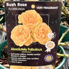 Rose 'Absolutely Fabulous' - (Bush)