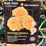 Rose 'Absolutely Fabulous' - (Bush)