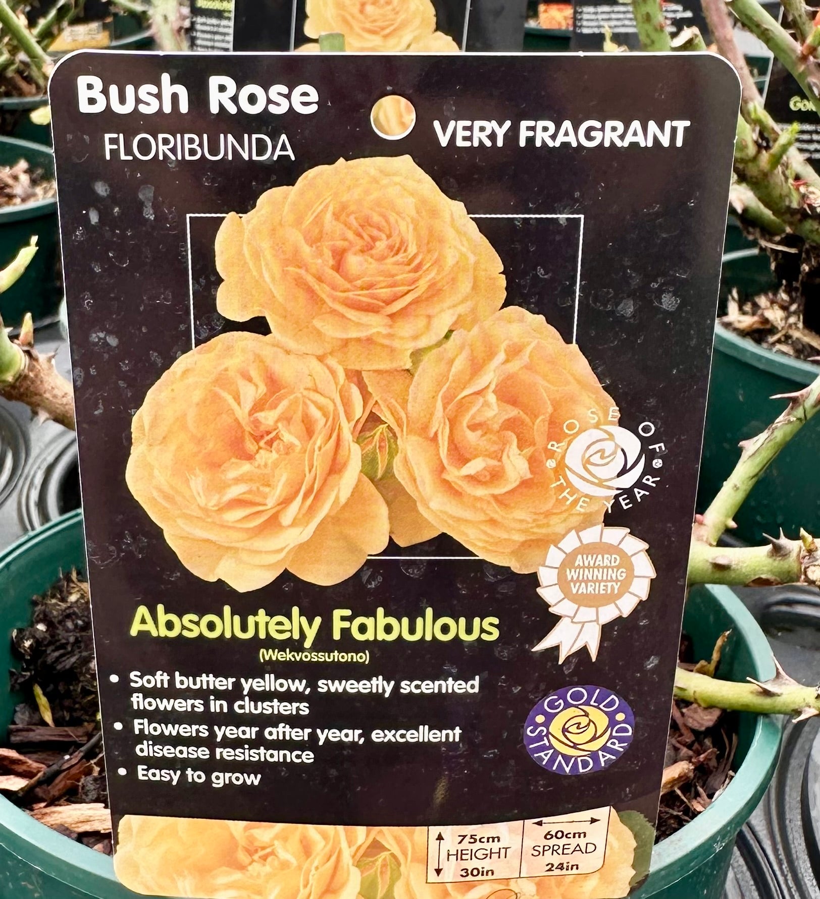 Rose 'Absolutely Fabulous' - (Bush)
