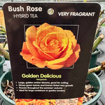 Rose 'Golden Delicious' - (Bush)