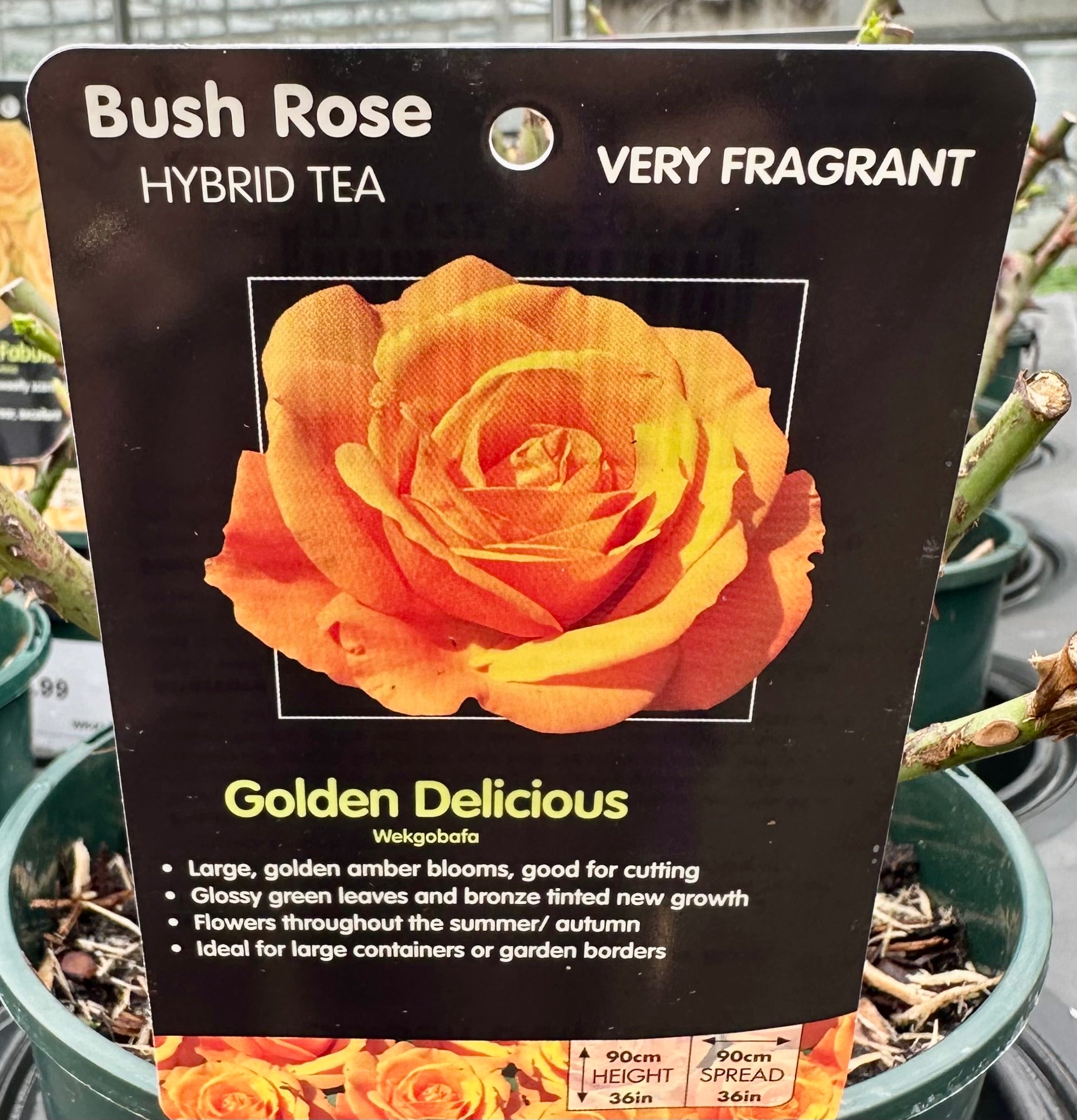 Rose 'Golden Delicious' - (Bush)